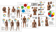 Acupuncture Meridian Posters Acupuncture Meridian Posters