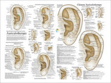 Auriculotherapy Ear Acupuncture Poster