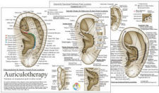 European System of Auriculotherapy Chart