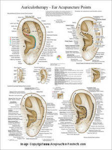 European System of Auriculotherapy Poster European System of Auriculotherapy Poster