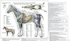 Horse - Equine Acupuncture Chart Set