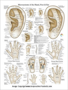 Acupuncture Microsystem Poster Acupuncture Microsystem Poster