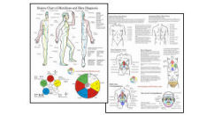 Shiatsu Chart of Meridians and Hara Diagnosis