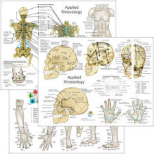 Applied kinesiology Chart Applied kinesiology Chart