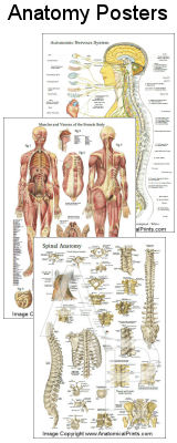Anatomy Posters