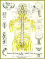 Spinal Nerves and Subluxations Poster