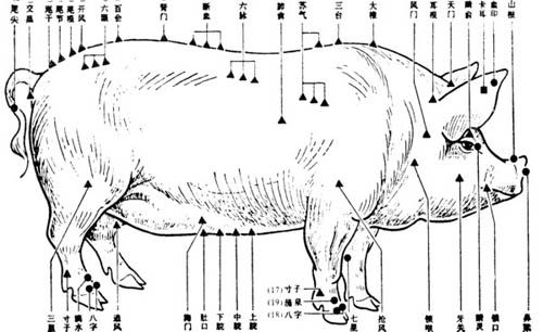 Pig acupuncture points